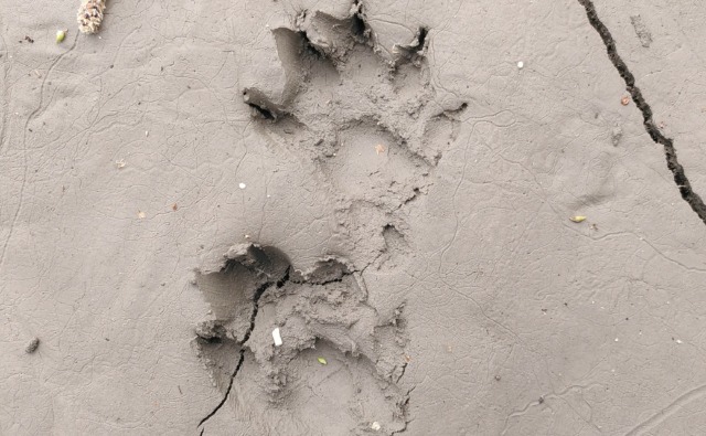 Empreinte de la Loutre d'Europe